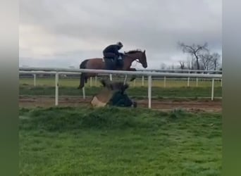 Thoroughbred, Gelding, 7 years, 16,1 hh, Chestnut