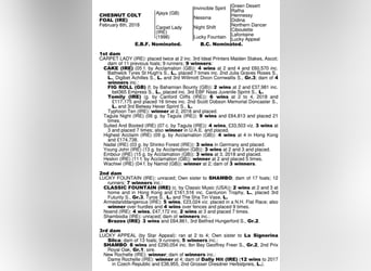 Thoroughbred, Gelding, 7 years, 16,1 hh, Chestnut