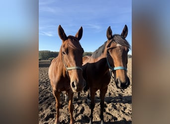 Thoroughbred, Gelding, 7 years, 16,1 hh