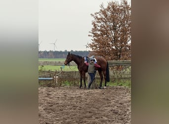 Thoroughbred, Gelding, 7 years, 16,1 hh