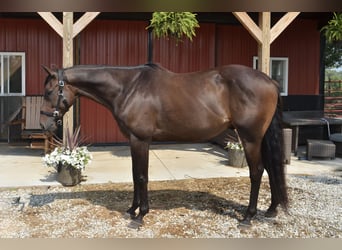 Thoroughbred, Gelding, 7 years, 16,2 hh, Bay