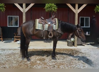 Thoroughbred, Gelding, 7 years, 16,2 hh, Bay