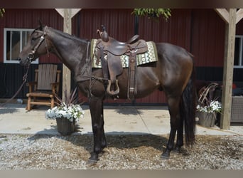 Thoroughbred, Gelding, 7 years, 16,2 hh, Bay