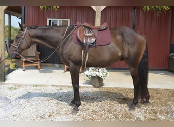 Thoroughbred, Gelding, 7 years, 16,2 hh, Bay