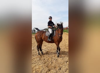 Thoroughbred, Gelding, 7 years, 17 hh, Brown