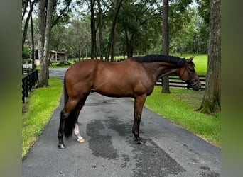 Thoroughbred, Gelding, 7 years, 18 hh, Bay