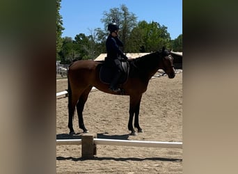 Thoroughbred, Gelding, 7 years, 18 hh, Bay