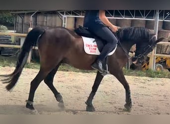 Thoroughbred, Gelding, 8 years, 14,2 hh, Bay-Dark