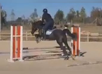 Thoroughbred, Gelding, 8 years, 14,2 hh, Bay-Dark