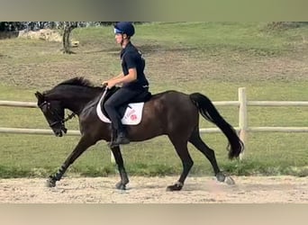 Thoroughbred, Gelding, 8 years, 14,2 hh, Bay-Dark