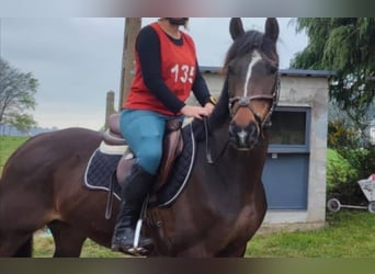 Thoroughbred, Gelding, 8 years, 15.1 hh, Smoky-Black