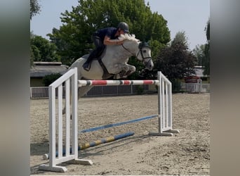 Thoroughbred, Gelding, 8 years, 15.2 hh, Grey Thoroughbred, Gelding, 8 years, 15.2 hh, Grey