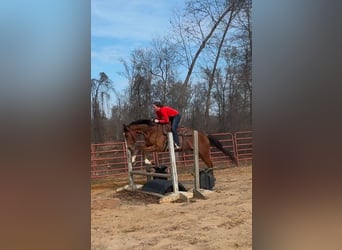 Thoroughbred, Gelding, 8 years, 15 hh, Bay