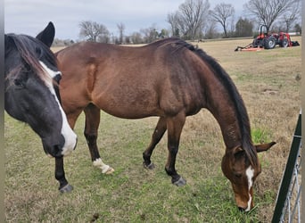 Thoroughbred, Gelding, 8 years, 15 hh, Brown