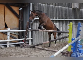 Englisches Vollblut, Wallach, 8 Jahre, 16,1 hh, Dunkelbrauner