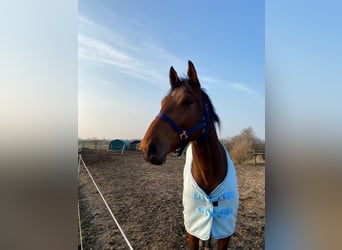 Thoroughbred, Gelding, 8 years, 16,2 hh, Bay-Dark