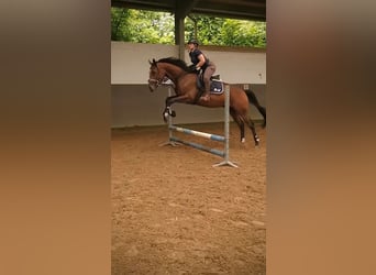 Thoroughbred, Gelding, 8 years, 16,3 hh, Brown