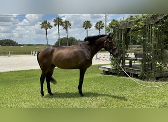 Thoroughbred, Gelding, 8 years, 16 hh, Bay-Dark