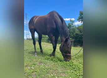 Thoroughbred, Gelding, 8 years, 16 hh, Bay-Dark