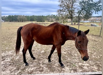 Thoroughbred, Gelding, 8 years, 16 hh, Bay