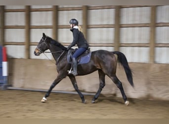 Thoroughbred, Gelding, 8 years, 16 hh, Bay