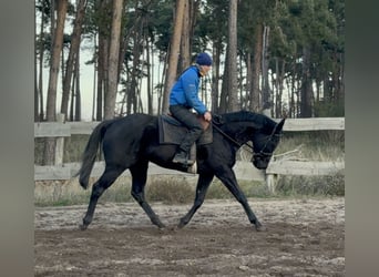 Thoroughbred, Gelding, 8 years, 16 hh, Black