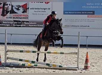 Thoroughbred, Gelding, 8 years, 16 hh, Brown