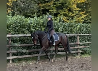 Thoroughbred, Gelding, 8 years, 16 hh, Brown