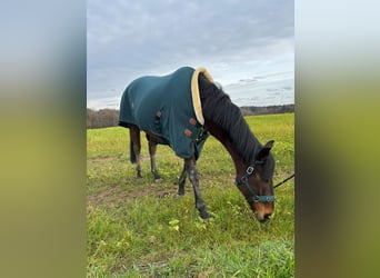 Thoroughbred, Gelding, 8 years, 16 hh, Brown