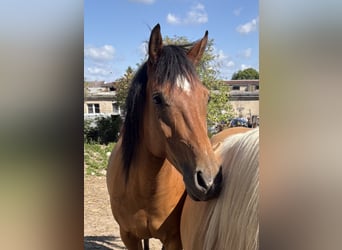 Thoroughbred Mix, Gelding, 8 years, 16 hh, Brown