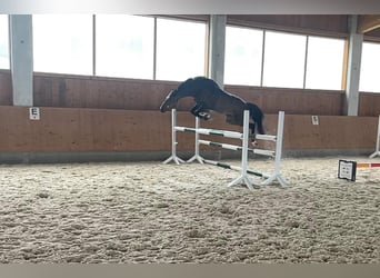 Thoroughbred, Gelding, 8 years, 16 hh, Brown