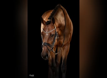 Thoroughbred, Gelding, 8 years, 16 hh, Brown