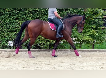 Thoroughbred, Gelding, 8 years, 16 hh, Brown