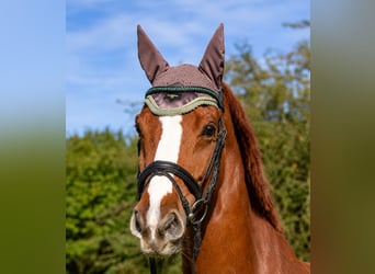 Thoroughbred, Gelding, 8 years, 16 hh, Chestnut-Red