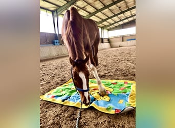 Thoroughbred, Gelding, 8 years, 16 hh, Chestnut-Red