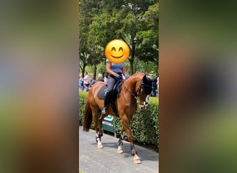 Thoroughbred, Gelding, 8 years, 16 hh, Chestnut-Red
