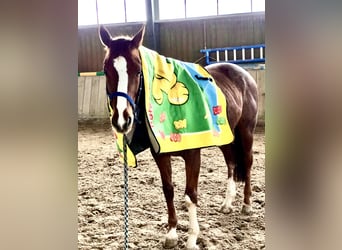 Thoroughbred, Gelding, 8 years, 16 hh, Chestnut-Red