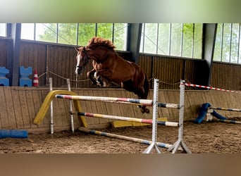 Thoroughbred, Gelding, 8 years, 16 hh, Chestnut-Red