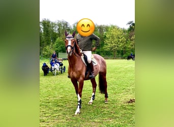 Thoroughbred, Gelding, 8 years, 16 hh, Chestnut-Red