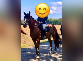 Thoroughbred, Gelding, 8 years, 16 hh, Chestnut-Red