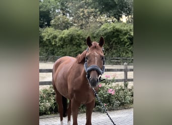 Thoroughbred, Gelding, 8 years, 16 hh, Chestnut-Red