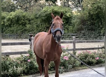 Thoroughbred, Gelding, 8 years, 16 hh, Chestnut-Red