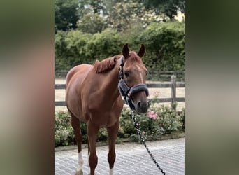 Thoroughbred, Gelding, 8 years, 16 hh, Chestnut-Red