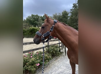 Thoroughbred, Gelding, 8 years, 16 hh, Chestnut-Red