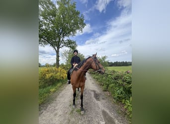 Thoroughbred, Gelding, 8 years, 16 hh