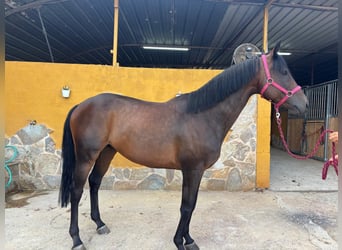 Thoroughbred, Gelding, 8 years, 16,1 hh, Bay-Dark