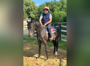 Thoroughbred, Gelding, 8 years, 16,1 hh, Bay-Dark