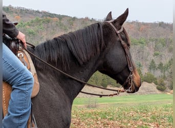 Thoroughbred, Gelding, 8 years, 16,1 hh, Bay