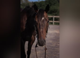 Thoroughbred, Gelding, 8 years, 16,1 hh, Bay