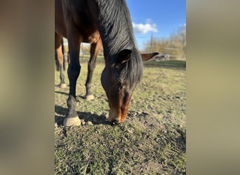 Thoroughbred, Gelding, 8 years, 16,1 hh, Brown